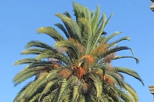 Crown of a Canary Island date palm with orange fruit stalks against a blue sky
