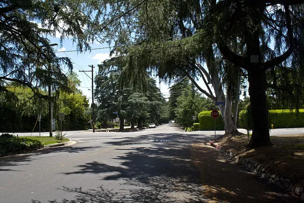 Tall deodar cedars along Christmas Tree Lane in Altadena