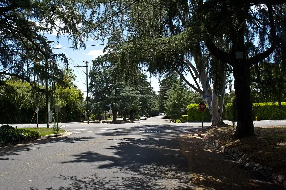 Tall deodar cedars along Christmas Tree Lane in Altadena