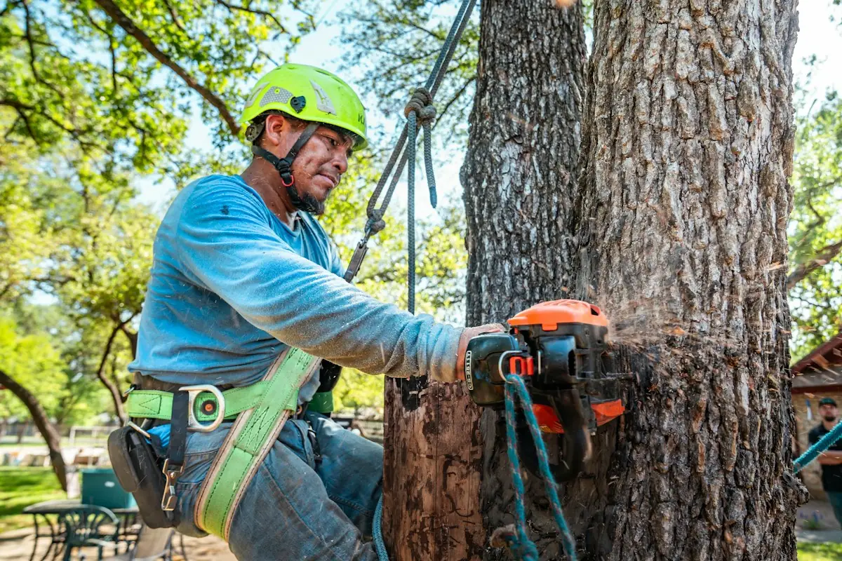Climber in a harness cutting a trunk section with a chainsaw