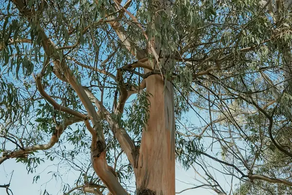 Tall eucalyptus with peeling bark and a narrow crown