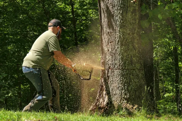 Man cutting into the base of a large tree trunk with a chainsaw, sawdust flying