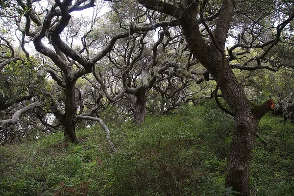 Grove of coast live oaks with twisting trunks