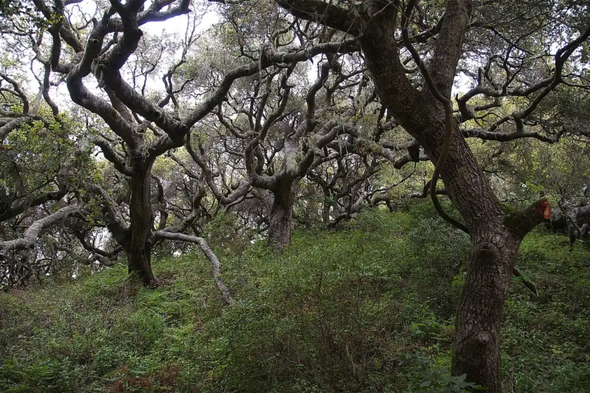 Grove of coast live oaks with twisting trunks