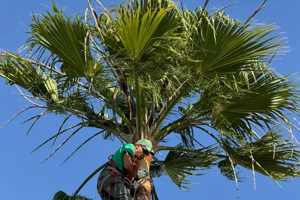 Climber in a harness working just below the crown of a fan palm