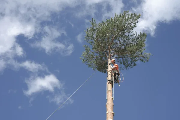 Climber high on a tall pine trunk below its last crown of branches