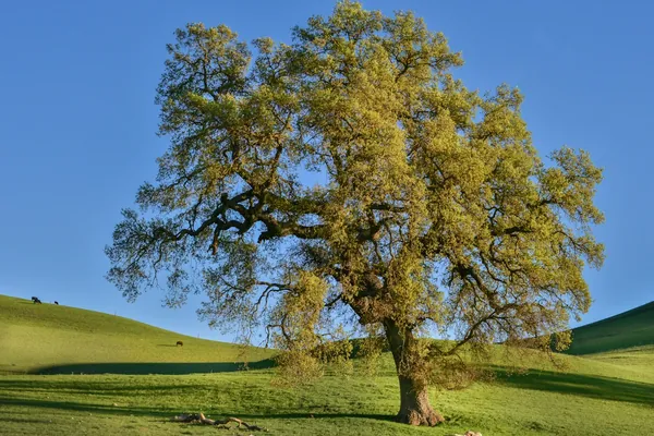 Large spreading oak on a green grassy hillside