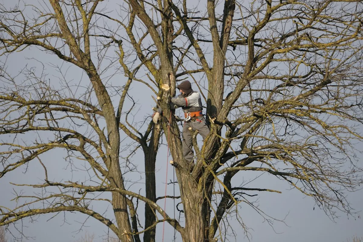 Climber pruning a large tree with bare winter branches